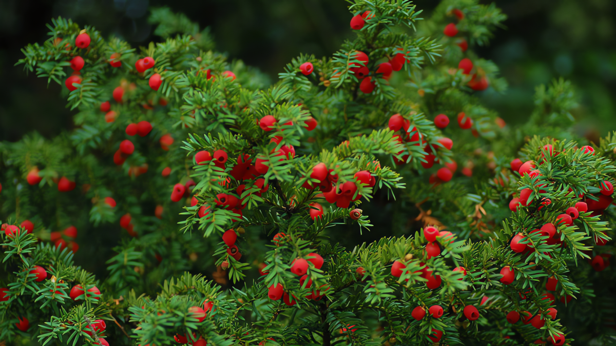 Cây cảnh ưa bóng râm, chịu lạnh, chịu hạn