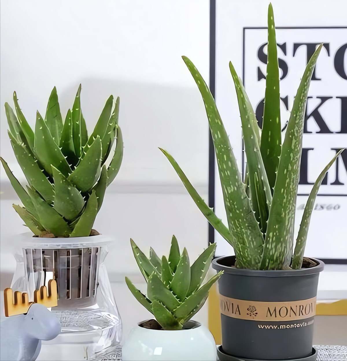 Đặt cây cảnh trong phòng ngủ của bạn giống như có thêm một máy tạo oxy mà không cần điện. Ảnh minh họa Toutiao