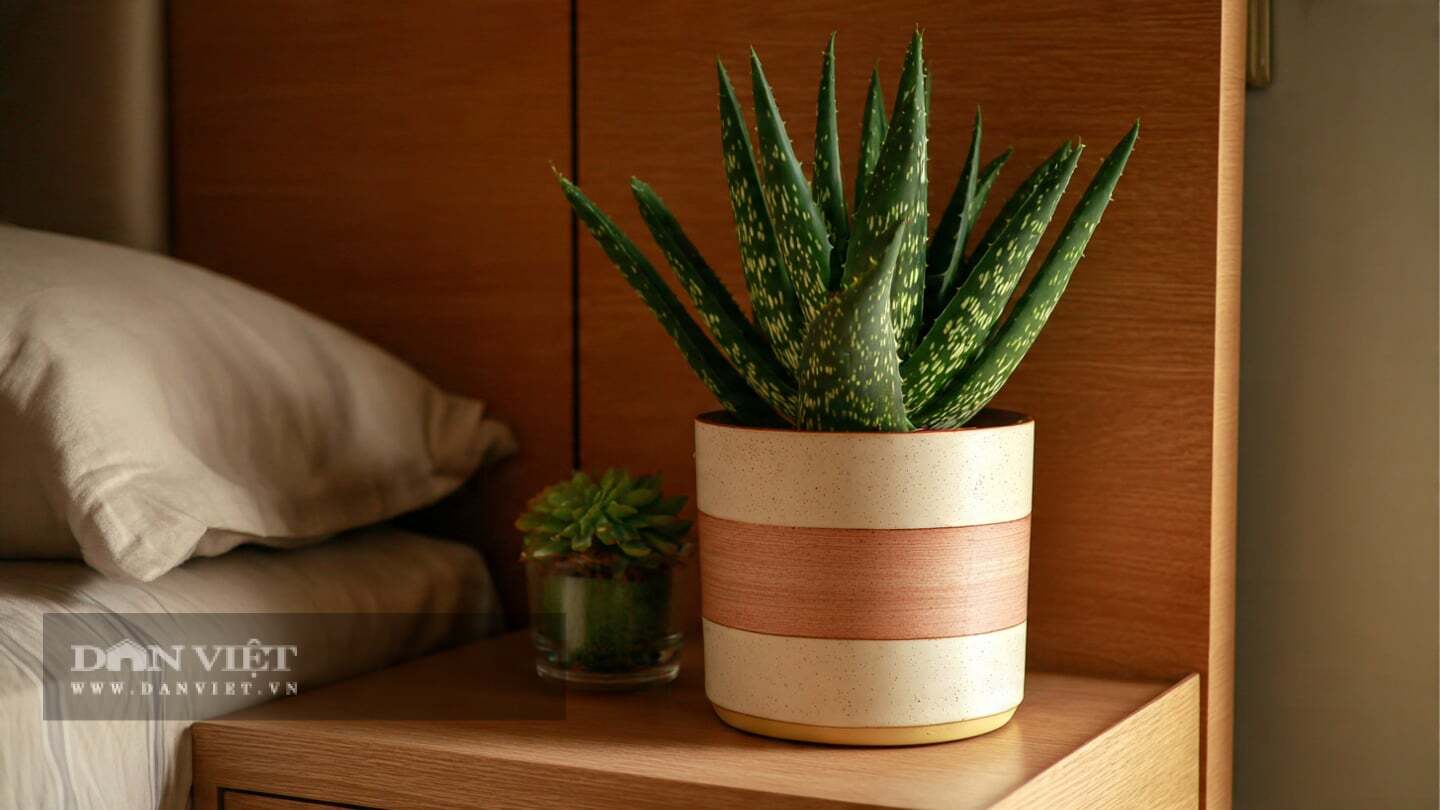 Cây cảnh nha đam rất thích ánh nắng mặt trời.