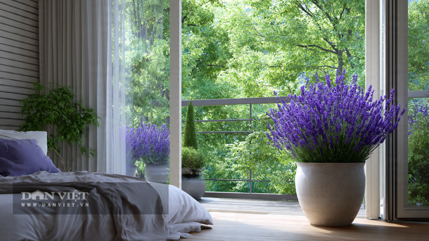 Oải hương chính là thuốc gây mê đặc hiệu