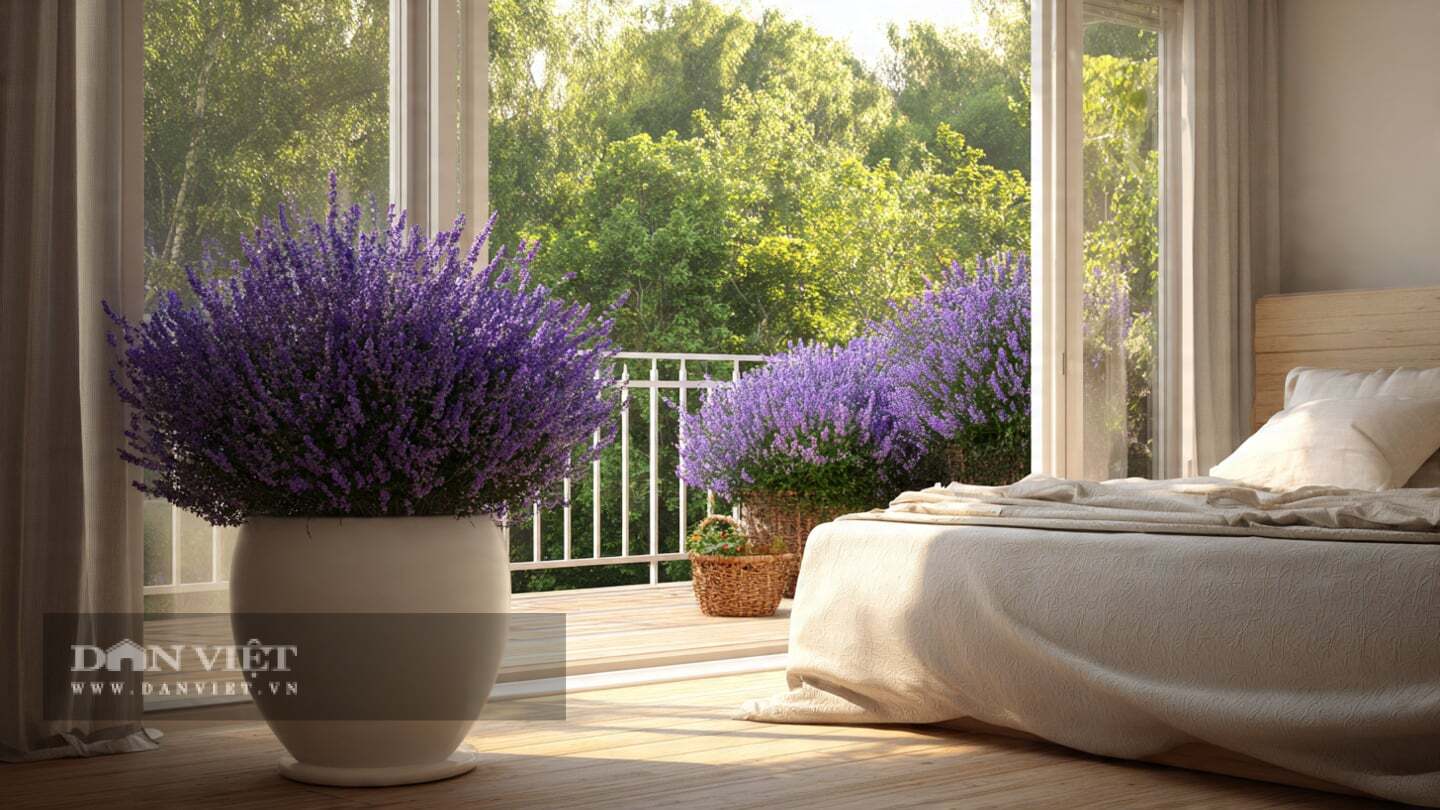 Thiếu ánh nắng sẽ khiến cây cảnh mọc vươn dài, ra ít hoa hơn