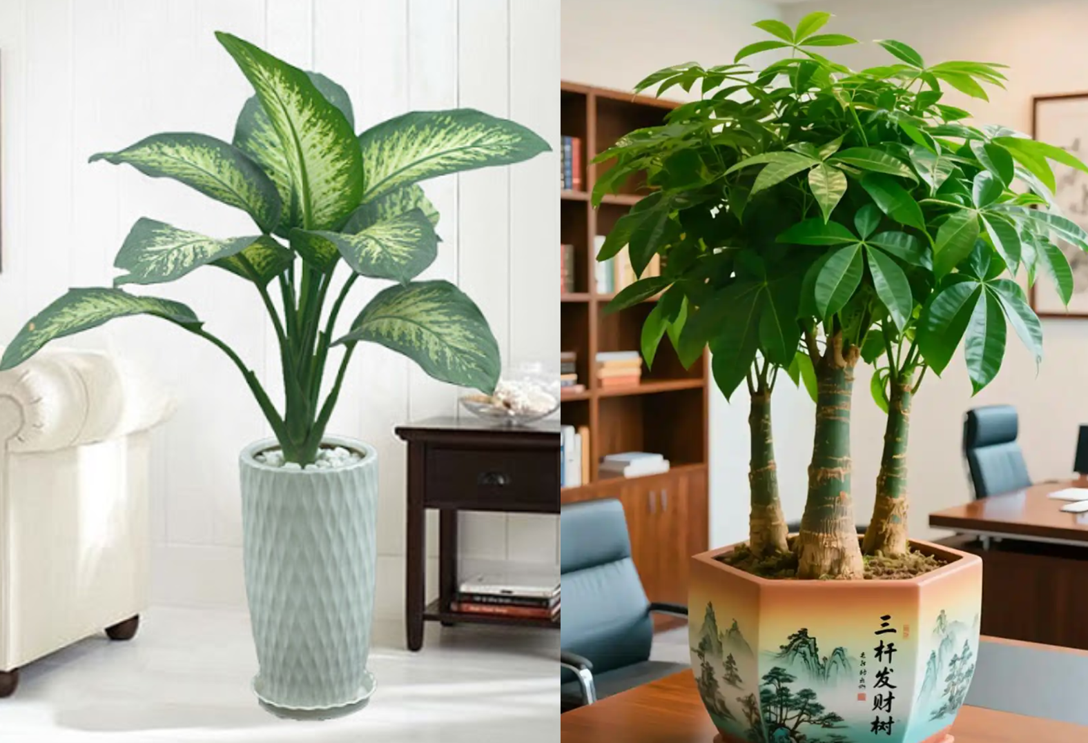 Cặp Trường thọ - Thăng tiến: Vạn niên thanh (trái) với sức sống mãnh liệt tượng trưng cho sức khỏe bền lâu, Phất dụ (phải) với nhiều nhánh vươn xa tượng trưng cho sự nghiệp phát triển không ngừng. Ảnh: Baidu