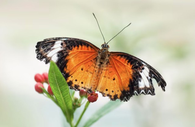 Khi bước qua tuổi 40, những cố gắng bền bỉ của người sinh vào ngày 18 hoặc 23 Âm lịch thường được đền đáp bằng sự ổn định và thành công trong sự nghiệp. Ảnh minh họa