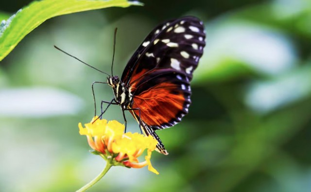 Sau tuổi 40, những nỗ lực lâu dài của người sinh vào ngày 25 hoặc 28 Âm lịch bắt đầu mang lại trái ngọt. Ảnh minh họa