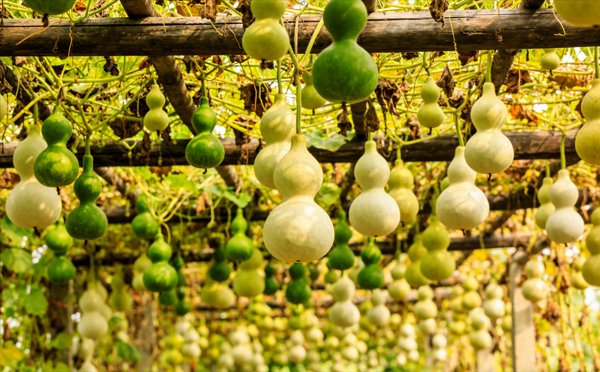 Người xưa cho rằng, quả bầu có thể hấp thụ năng lượng tiêu cực. Ảnh minh họa Toutiao