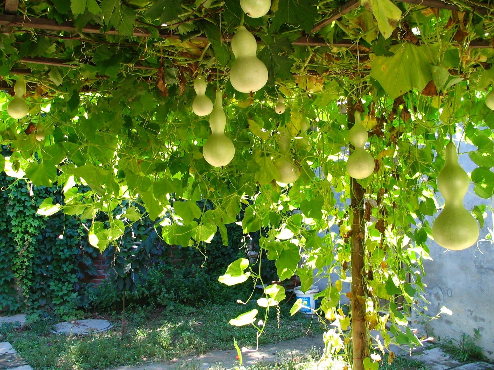 Theo người xưa, hồ lô được xem là một loại vật cát tường. Ảnh minh họa Toutiao