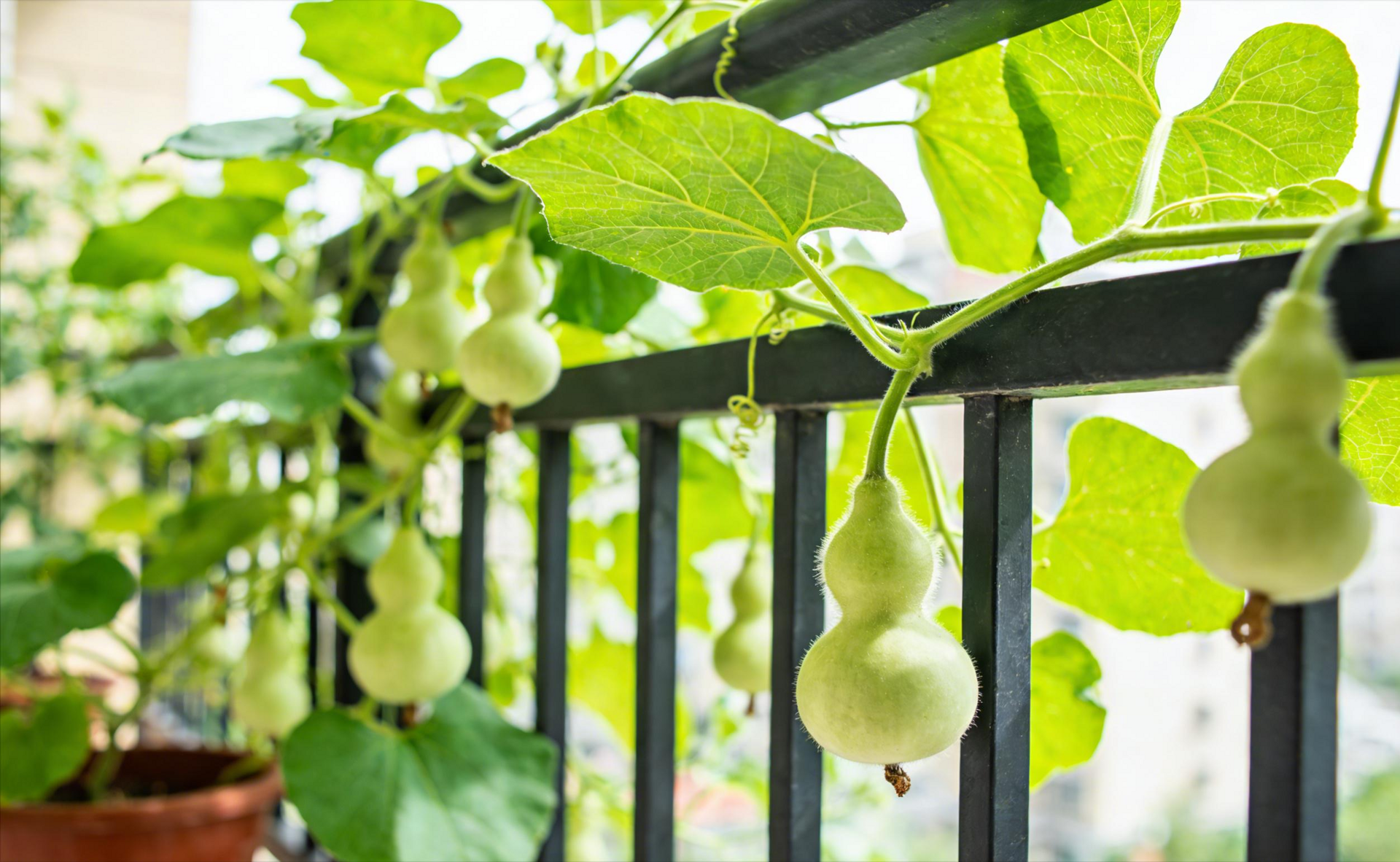 Người xưa cho rằng, nếu nhà bạn cũng có người già, trồng một cây hồ lô thì cực kỳ tốt. Ảnh minh họa Toutiao