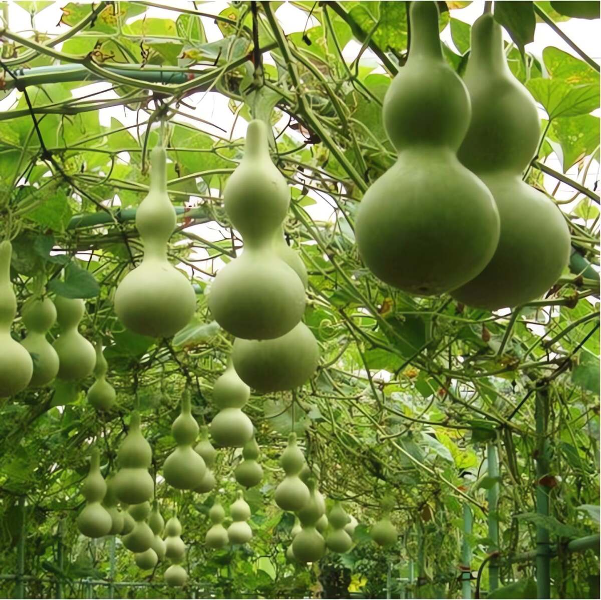 Bầu vừa ăn được, vừa làm cảnh. Ảnh minh họa Toutiao