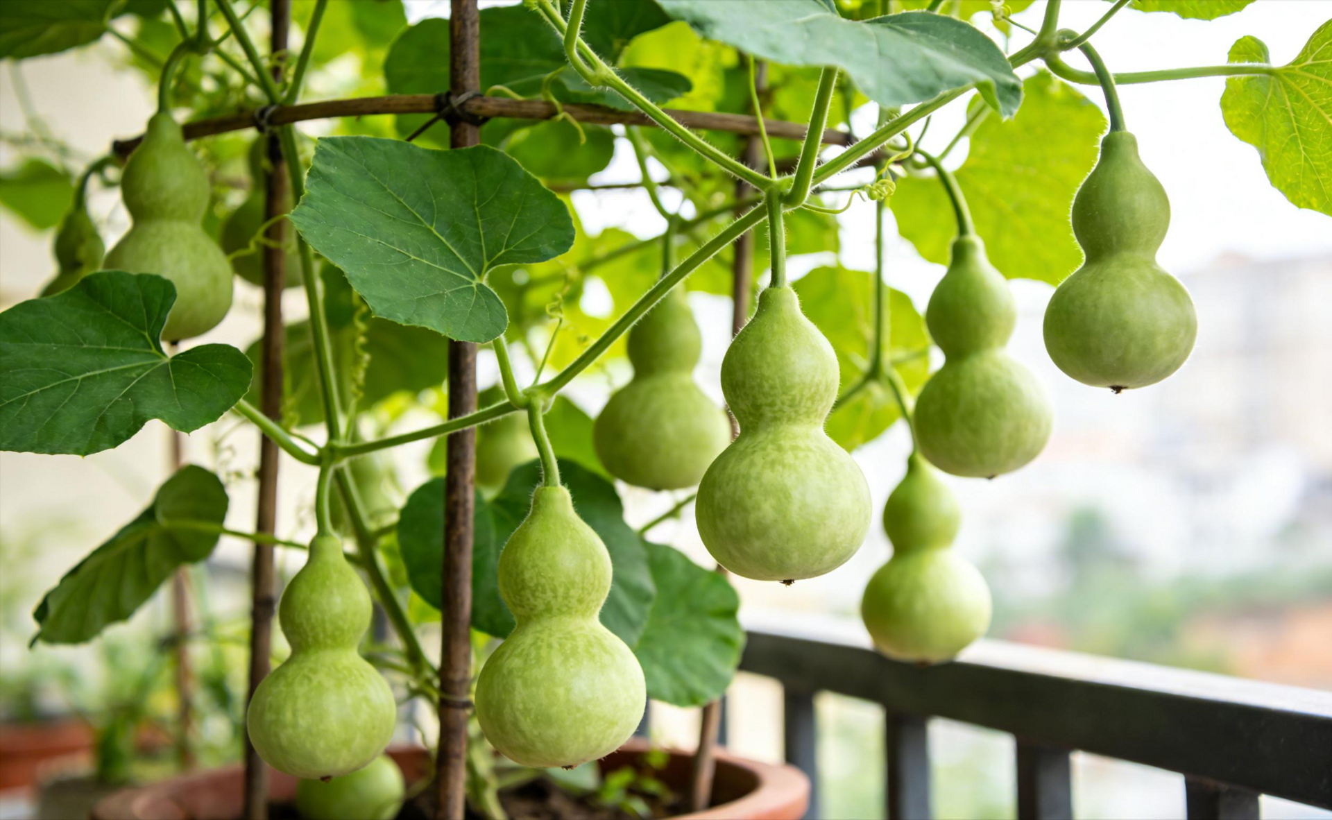 Hình dáng đẹp. Ảnh minh họa Toutiao