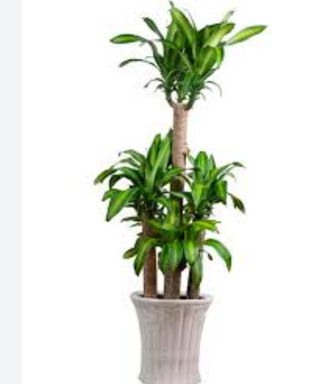 Cây phát tài, hay còn gọi là thiết mộc lan, tượng trưng cho sự sinh sôi và phát triển bền vững.