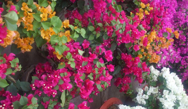 Hoa giấy với màu sắc rực rỡ tượng trưng cho sự đủ đầy và niềm vui trong cuộc sống. Đây là loại cây rất thích hợp trồng ở ban công nhiều nắng vì có khả năng chịu nhiệt tốt.