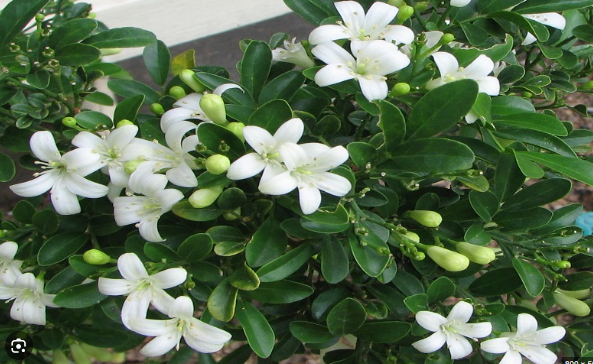 Khi trồng ngoài ban công, cây không chỉ tạo hương thơm nhẹ nhàng mà còn giúp thu hút vận khí tốt cho gia chủ.