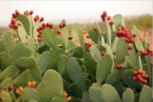 Xương rồng hợp với người mệnh Kim và Thổ, đặc biệt phù hợp với tuổi Dậu và Tuất.