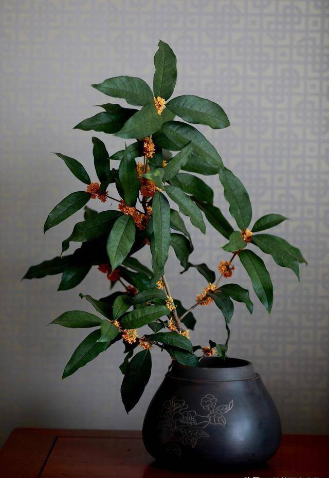 3 cây thơm trồng một lần hưởng lợi cả đời, đuổi sạch muỗi, gọi quý nhân, tài lộc tự tìm đến - 1