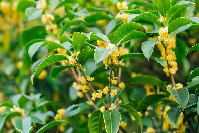 Xem thêm: Tại sao không nên trồng cây mộc hương trước nhà? Đây không phải mê tín mà có cơ sở cả