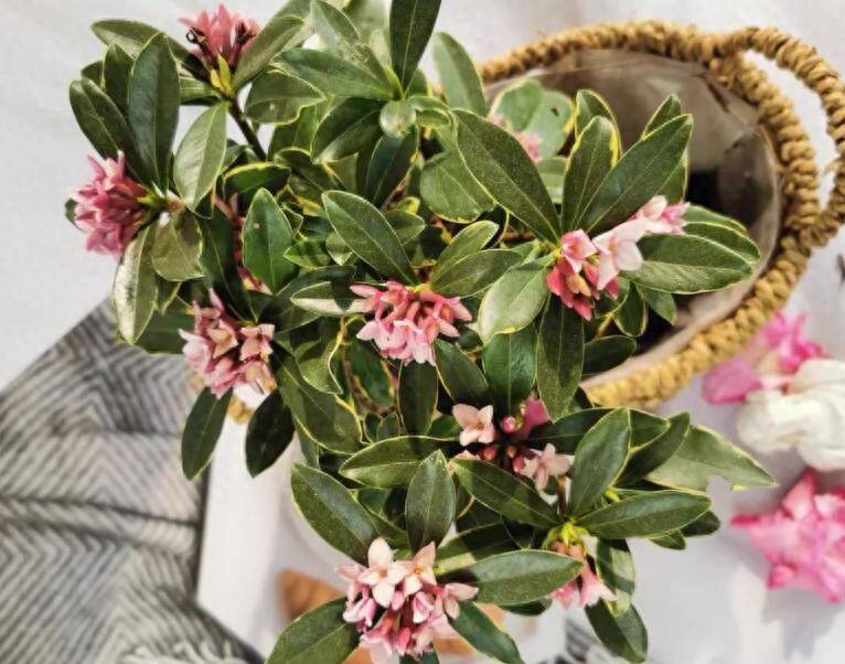 3 cây thơm trồng một lần hưởng lợi cả đời, đuổi sạch muỗi, gọi quý nhân, tài lộc tự tìm đến - 4