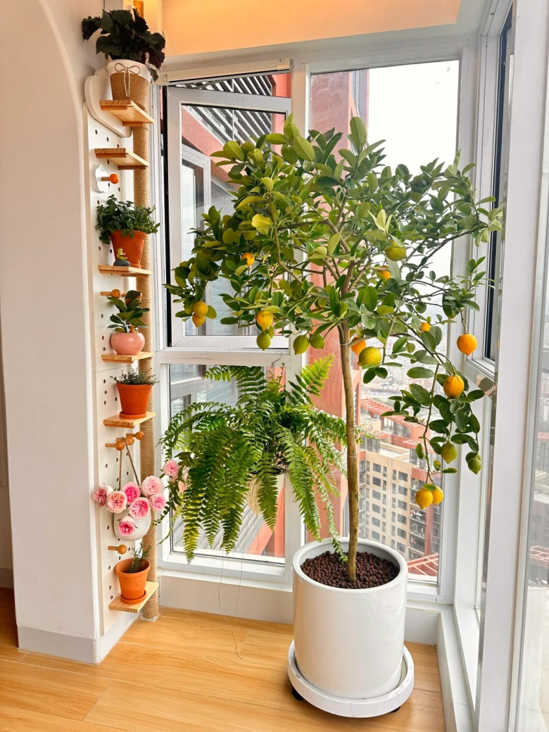 3 cây thơm trồng một lần hưởng lợi cả đời, đuổi sạch muỗi, gọi quý nhân, tài lộc tự tìm đến - 5