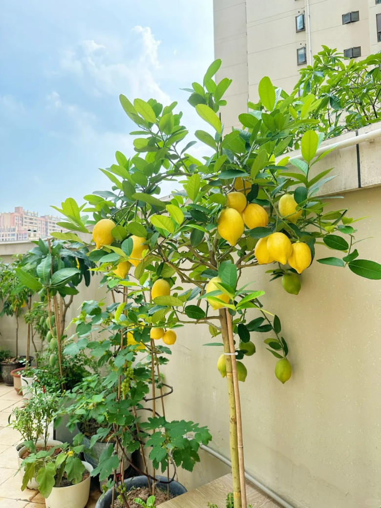 3 cây thơm trồng một lần hưởng lợi cả đời, đuổi sạch muỗi, gọi quý nhân, tài lộc tự tìm đến - 6