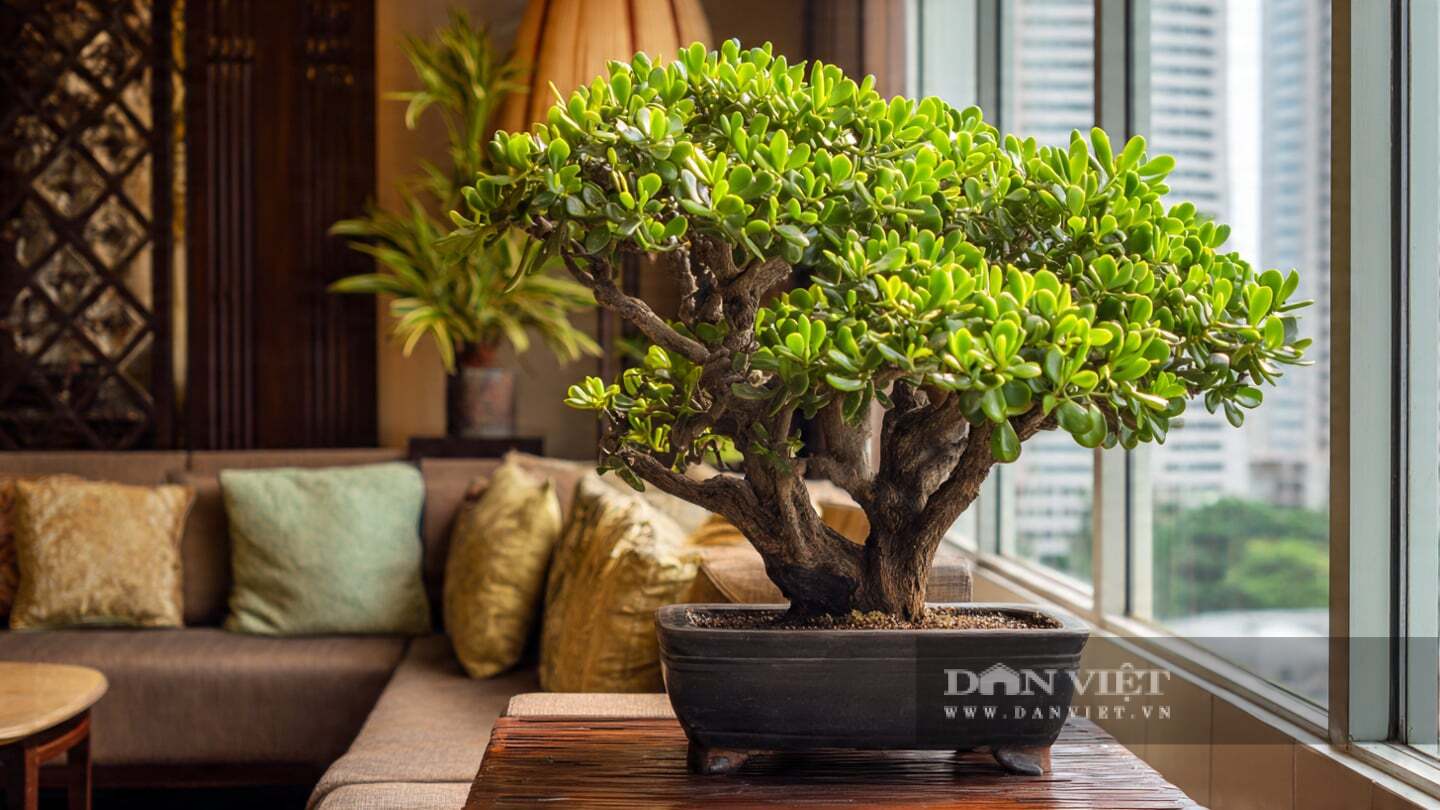 Điều thực sự đáng chú ý về cây cảnh ngọc bích là tuổi thọ của nó.