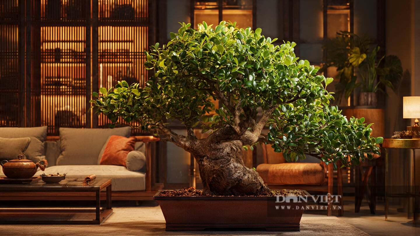 Những cây cảnh ngọc bích cổ thụ đặc biệt hấp dẫn và có giá trị.