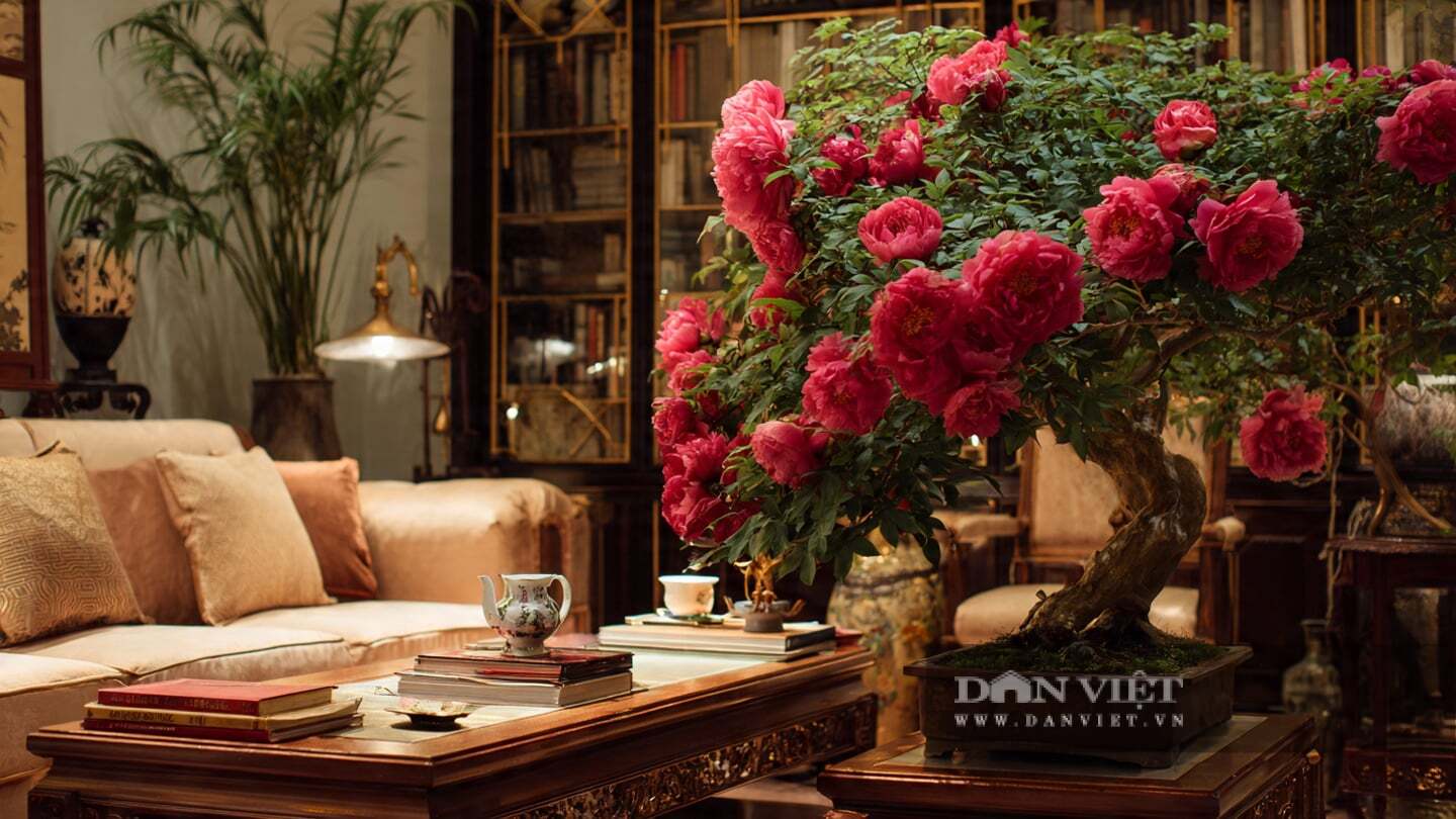 Cây cảnh tượng trưng cho sự giàu có và viên mãn