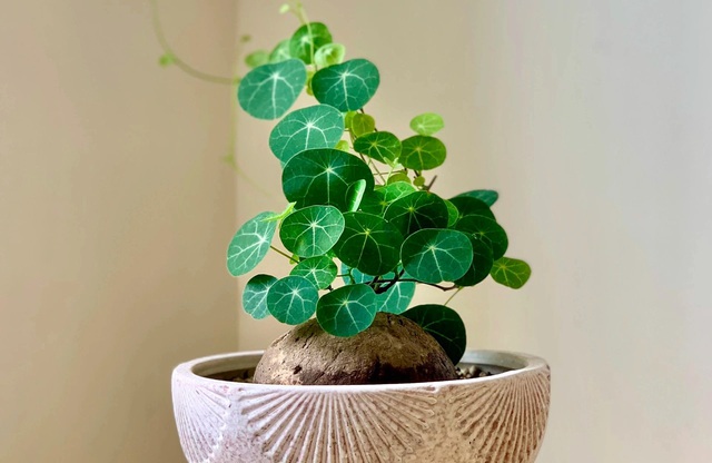 img src/upload/2-2026/images/2026-04-24/1776998653-cay-canh-tre-lua-7621-width640height759.jpg width660 /