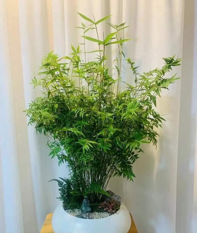 4 loại cây đặt phòng khách dễ trồng vừa đẹp hiện đại, vừa hút tài lộc ai cũng nên có - 2