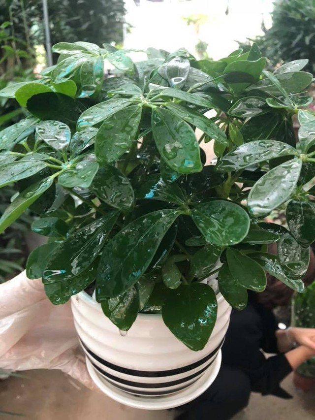 Cây ngũ gia bì dễ trồng, dễ chăm