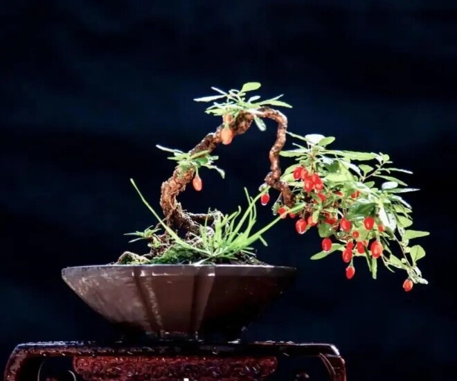 Ban công nhỏ hãy trồng 5 loại amp;#34;tiên thảo cứu mạngamp;#34;, vừa đẹp vừa ăn được lại tốt cho sức khỏe - 1