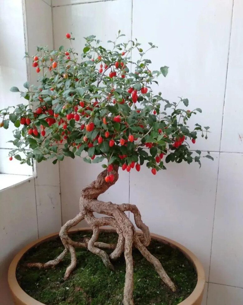 Ban công nhỏ hãy trồng 5 loại amp;#34;tiên thảo cứu mạngamp;#34;, vừa đẹp vừa ăn được lại tốt cho sức khỏe - 2