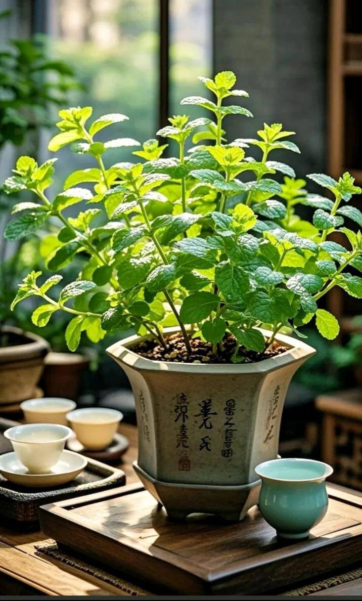 Ban công nhỏ hãy trồng 5 loại amp;#34;tiên thảo cứu mạngamp;#34;, vừa đẹp vừa ăn được lại tốt cho sức khỏe - 4