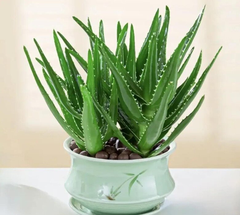 Ban công nhỏ hãy trồng 5 loại amp;#34;tiên thảo cứu mạngamp;#34;, vừa đẹp vừa ăn được lại tốt cho sức khỏe - 5