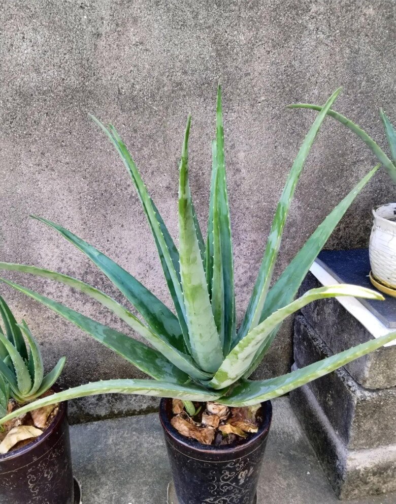 Ban công nhỏ hãy trồng 5 loại amp;#34;tiên thảo cứu mạngamp;#34;, vừa đẹp vừa ăn được lại tốt cho sức khỏe - 6