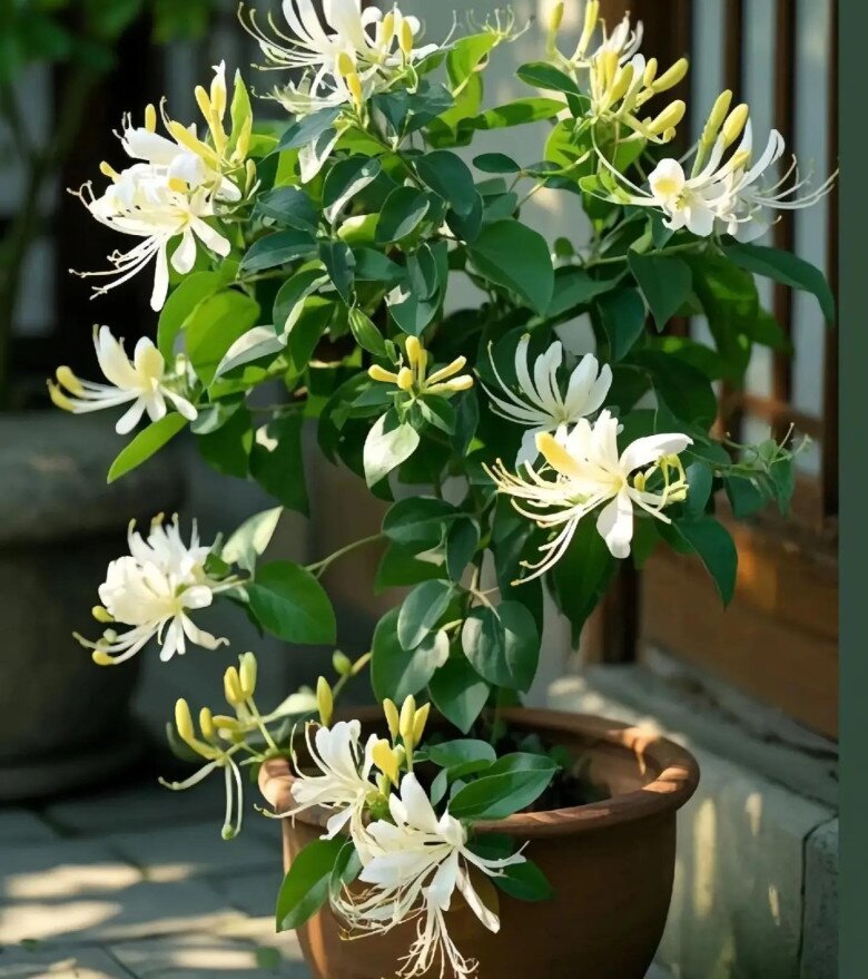 Ban công nhỏ hãy trồng 5 loại amp;#34;tiên thảo cứu mạngamp;#34;, vừa đẹp vừa ăn được lại tốt cho sức khỏe - 7