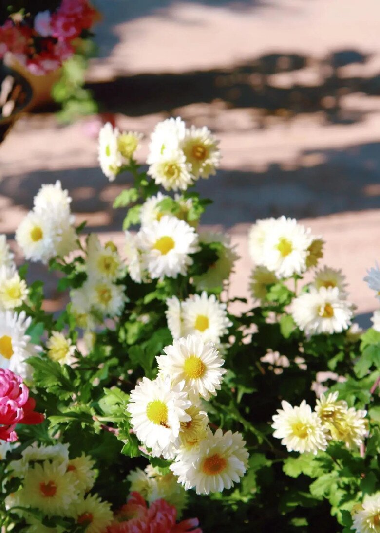 Ban công nhỏ hãy trồng 5 loại amp;#34;tiên thảo cứu mạngamp;#34;, vừa đẹp vừa ăn được lại tốt cho sức khỏe - 9