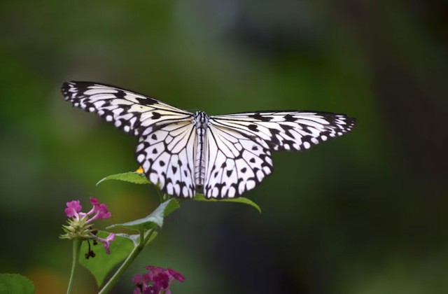 Dù ở bất kỳ giai đoạn nào của cuộc đời, người sinh vào ngày 9 Âm lịch vẫn giữ được sự nghiêm túc trong việc phát triển bản thân, không ngại thay đổi để thích nghi. Ảnh minh họa
