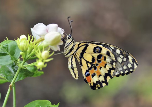 Người sinh ngày 25 Âm lịch chọn cách tiến lên bằng sự kiên trì và tích lũy kinh nghiệm lâu dài. Ảnh minh họa