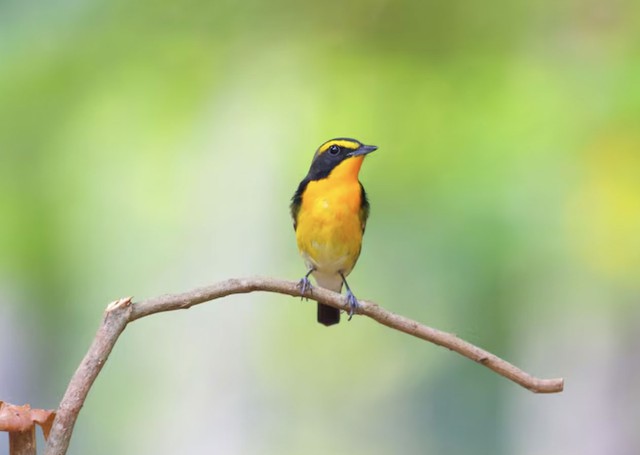 Chính sự chăm chỉ và bền bỉ đó giúp người sinh vào tháng 1 Âm lịch không chỉ vượt qua trở ngại mà còn tạo ra bước đột phá trong sự nghiệp. Ảnh minh họa