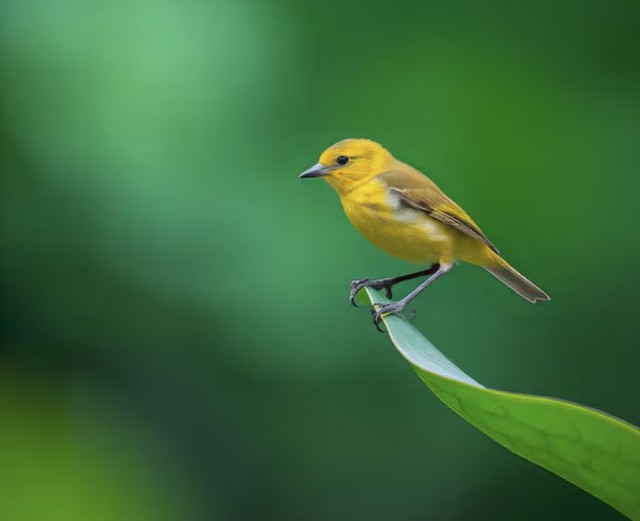 Điểm nổi bật của người sinh vào tháng 9 Âm lịch là luôn tin rằng chỉ cần chăm chỉ và kiên trì, mọi mục tiêu đều có thể đạt được. Ảnh minh họa