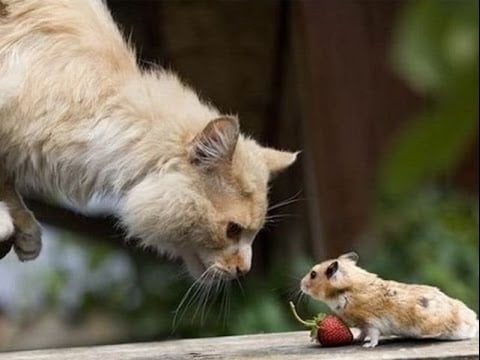 Khi đối diện với áp lực tài chính hoặc rủi ro, Con giáp Tý và con giáp Mão dễ rơi vào trạng thái bất an, làm ảnh hưởng đến tinh thần hợp tác chung. Ảnh minh họa