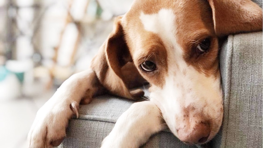 Close up of white and brown beagle-cross puppy lying on grey couch.