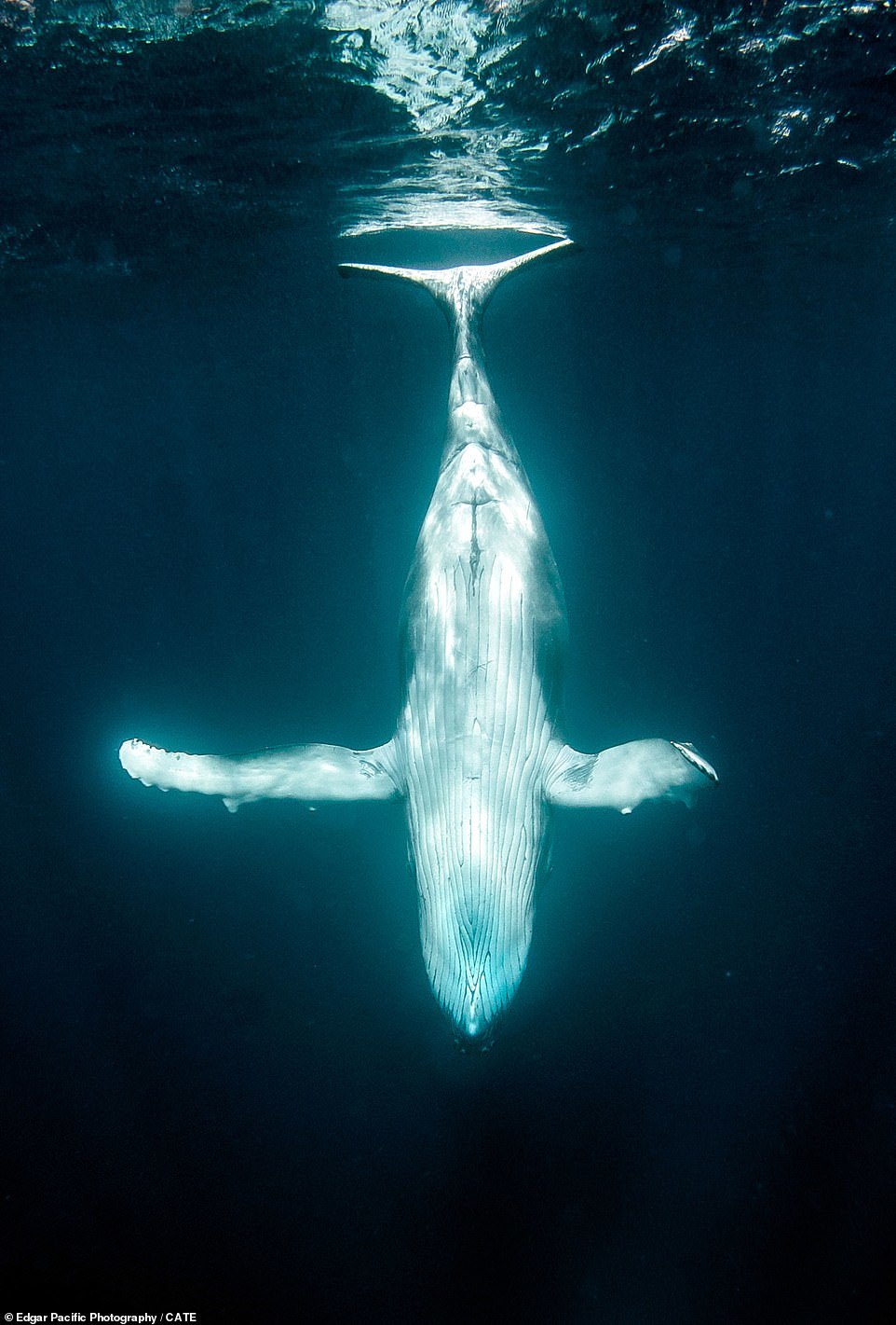 Ngoạn mục cá voi lưng gù khiêu vũ trong làn nước sâu