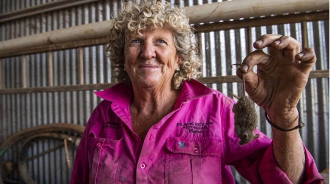 Fiona Adams, một nông dân Úc, cầm trên tay con chuột bị chú chó của bà giết chết. Ảnh: Sydney Morning Herald.
