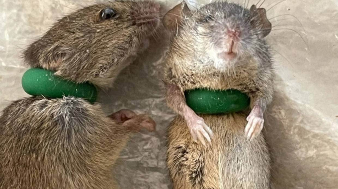 Những con chuột bị tiêu diệt bởi bẫy làm bằng vòng nhựa mủ cao su có thể giãn nở. Ảnh: Sydney Morning Herald.