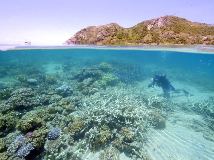 Một cụm san hô bị tẩy trắng ở Great Barrier Reef. Ảnh: AFP