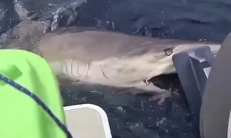Cá mập ngoạm chân vịt tàu chở ngư dân