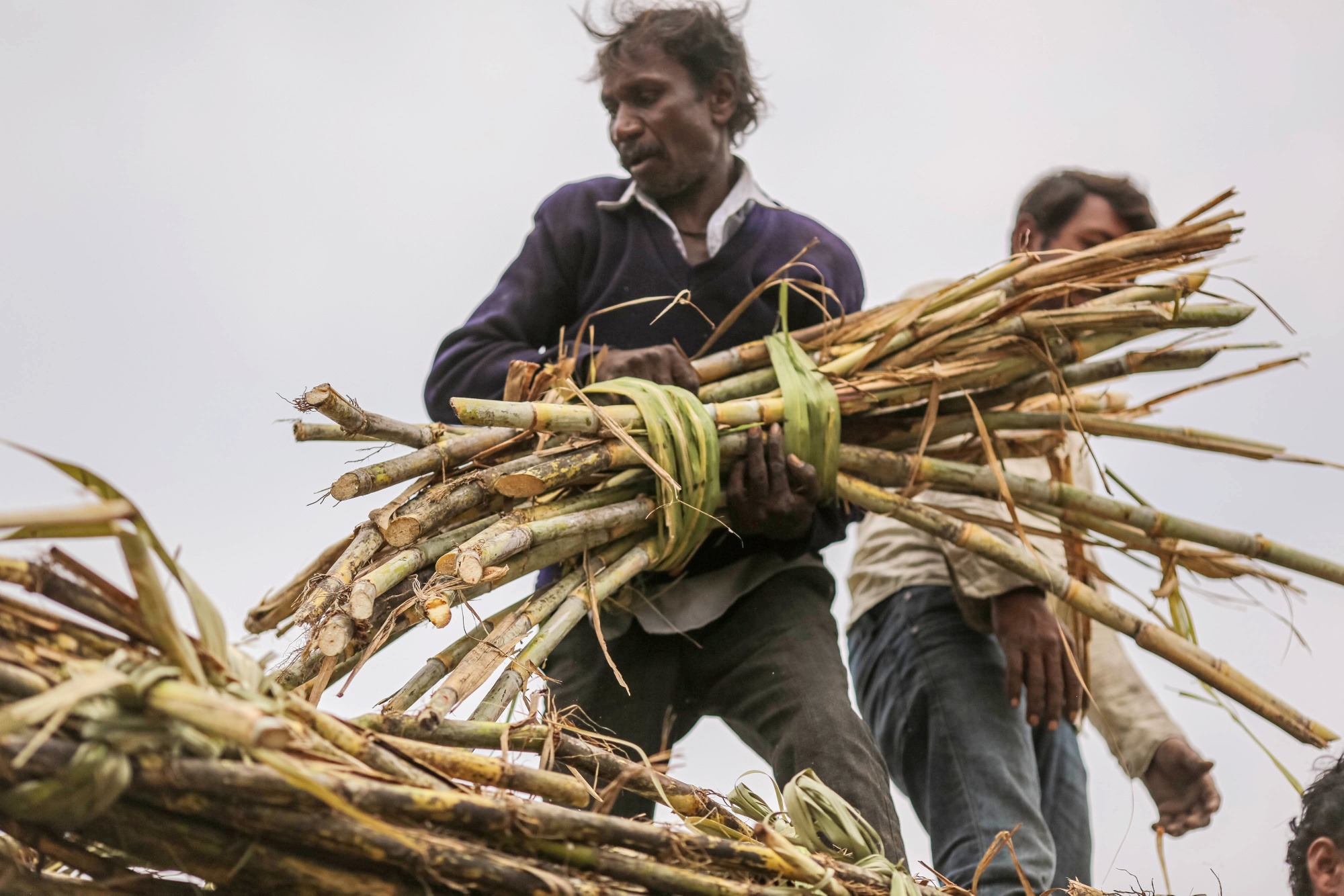 Thu hoạch mía ở Jalana, Maharashtra, Ấn Độ. Ảnh: Bloomberg