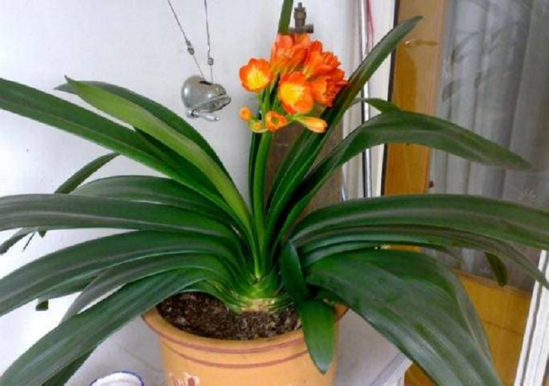 2 loại “cây may mắn” trong phòng khách, tài lộc vượng phát 2 loai “cay may man” trong phong khach, tai loc vuong phat