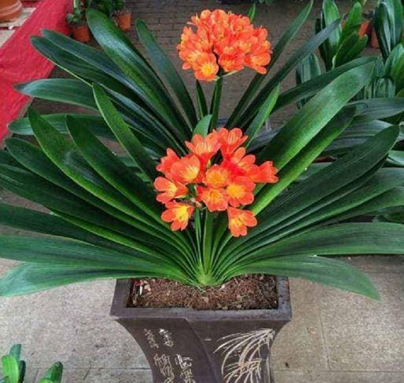 2 loại “cây may mắn” trong phòng khách, tài lộc vượng phát - Hình 2 2 loai “cay may man” trong phong khach, tai loc vuong phat-Hinh-2