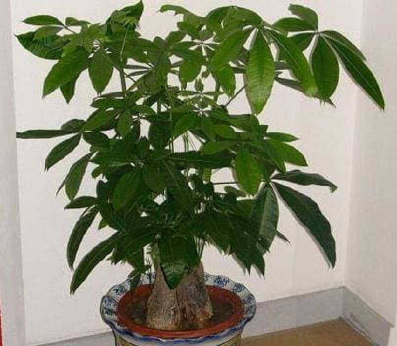 2 loại “cây may mắn” trong phòng khách, tài lộc vượng phát - Hình 3 2 loai “cay may man” trong phong khach, tai loc vuong phat-Hinh-3